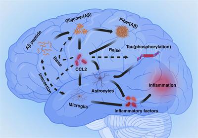 Spotlight on pro-inflammatory chemokines: regulators of cellular communication in cognitive impairment